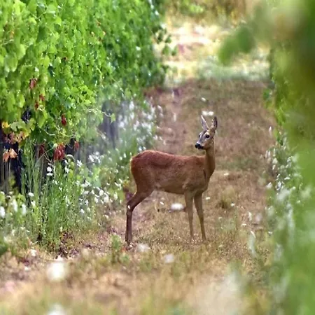 Lejlighed A Vineyard Retreat Greve in Chianti